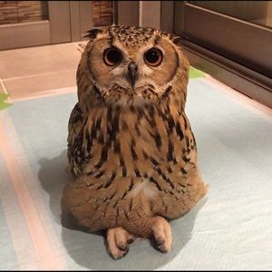 Meet your Posher, Jay